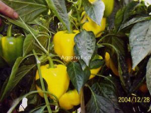 供应瓦尔特(黄塔)F1—甜椒种子