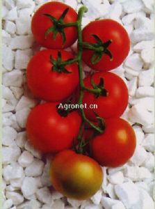 供应金佳丽F1-番茄种子