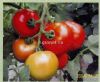 供应卡依罗F1—番茄种子