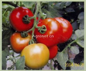 供应卡依罗F1—番茄种子