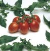 供应罗曼娜（红罗曼）F1—番茄种子