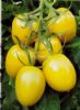 供应欧拉玛（黄罗曼）F1—番茄种子