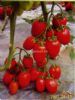 供应雅娜F1—番茄种子
