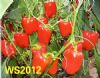 供应WS2012F1—甜椒种子