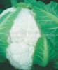 供应钻石F1—花椰菜种子