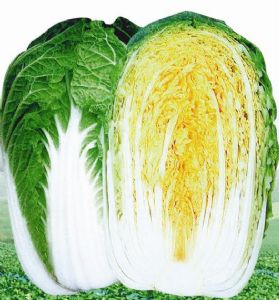 供应金福—白菜种子