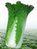 供应夏绿王—白菜种子