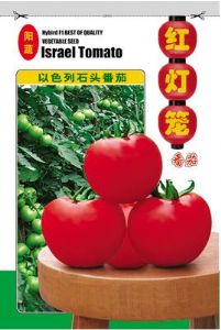供应红灯笼番茄-番茄种子