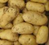 供应大量优质土豆