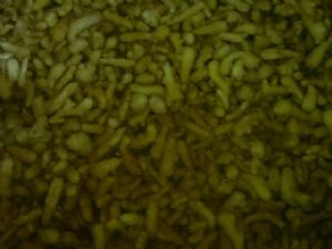 供应腌制姜疙瘩  蒜薹