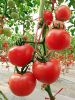 供应(抗TY病毒粉果番茄)—番茄种子