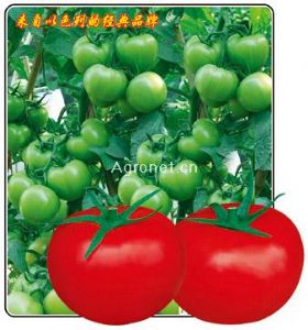 红金石4号番茄——番茄种子