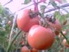 供应粉红番茄（西红柿）