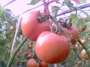 供应粉红番茄（西红柿）