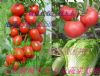 供应大红番茄，粉红番茄，黄瓜等二十多种瓜果蔬菜，