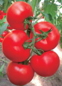 供应曼秀—番茄种子