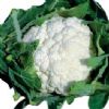 申雪100天——白花菜种子