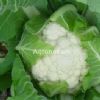供应雪冠—白花菜种子