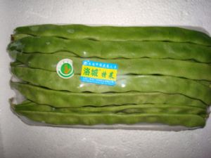 供应绿龙芸豆—优质蔬菜