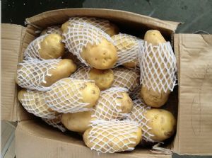 供应荷兰土豆/绿色大白菜