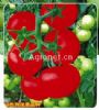 金石王1号石头番茄——番茄种子