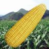供应浙甜2088—玉米种子