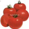 鲜冠王蕃茄—番茄种子