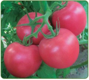 供应圣尼斯欧盾—番茄种子