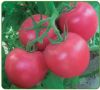 供应美国圣尼斯欧贝—番茄种子