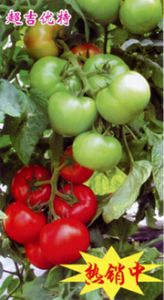供应超级优特—番茄种子