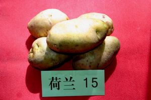 供应荷兰十五号—土豆种子