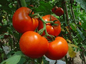 供应和谐西红柿