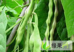供应紫花油豆