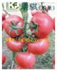 供应瑞骐--抗TY番茄种子