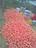 供应大量西红柿