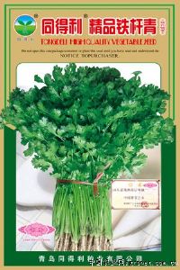 供应精品铁杆青—香菜种子