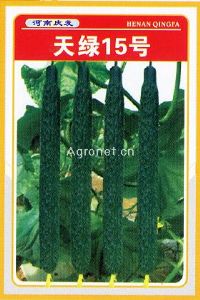 天绿15号——黄瓜种子