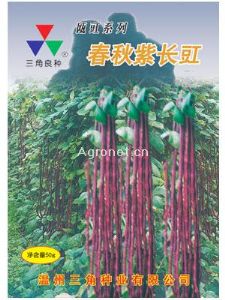 供应春秋紫长豇—豇豆种子
