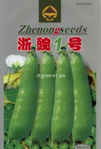 供应浙豌1号-菜豆种子