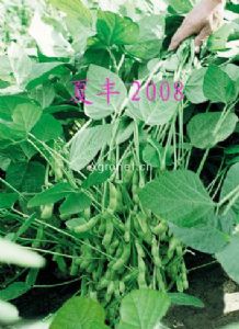 供应夏丰2008-毛豆种子