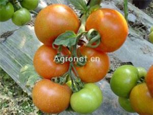 供应R-144番茄—番茄种子