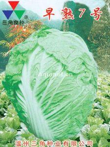 供应早熟7号—白菜种子