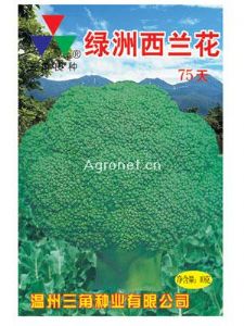 供应绿洲75—青花菜种子