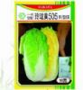 供应玲珑黄505—白菜种子