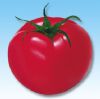 供应圣安娜--抗TY大番茄种子
