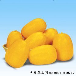 供应黄玉—甜瓜种子
