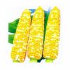 供应广甜2号超甜玉米—玉米种子