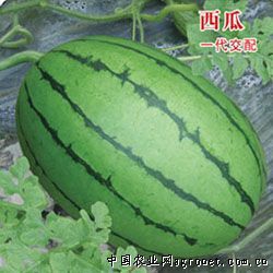 供应大红玉—西瓜种子