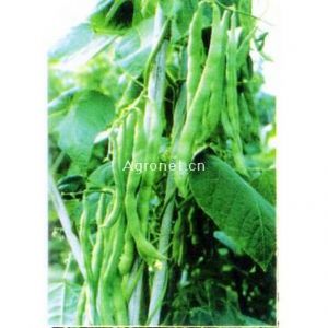 供应12号玉豆—菜豆种子
