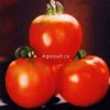 供应金丰1号番茄—番茄种子